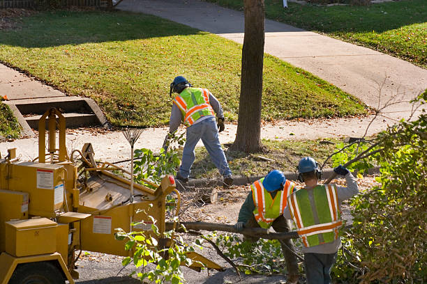 Best Root Management and Removal  in Alpine, NJ
