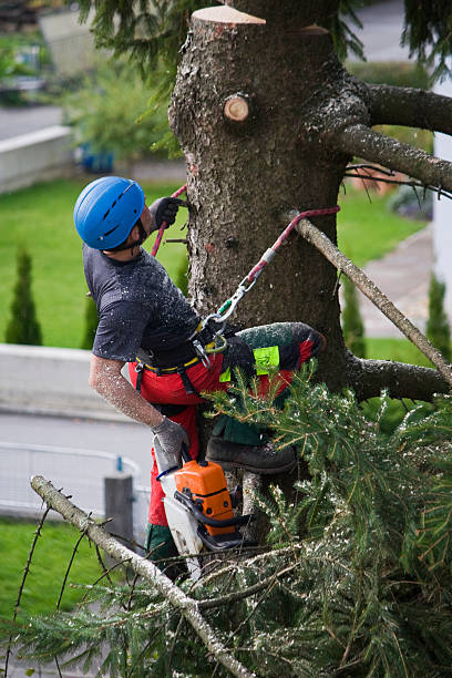Trusted Alpine, NJ Tree Removal Experts