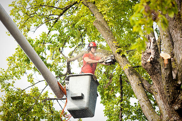 Best Tree Maintenance Programs  in Alpine, NJ