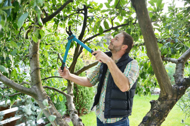 Best Tree Trimming and Pruning  in Alpine, NJ